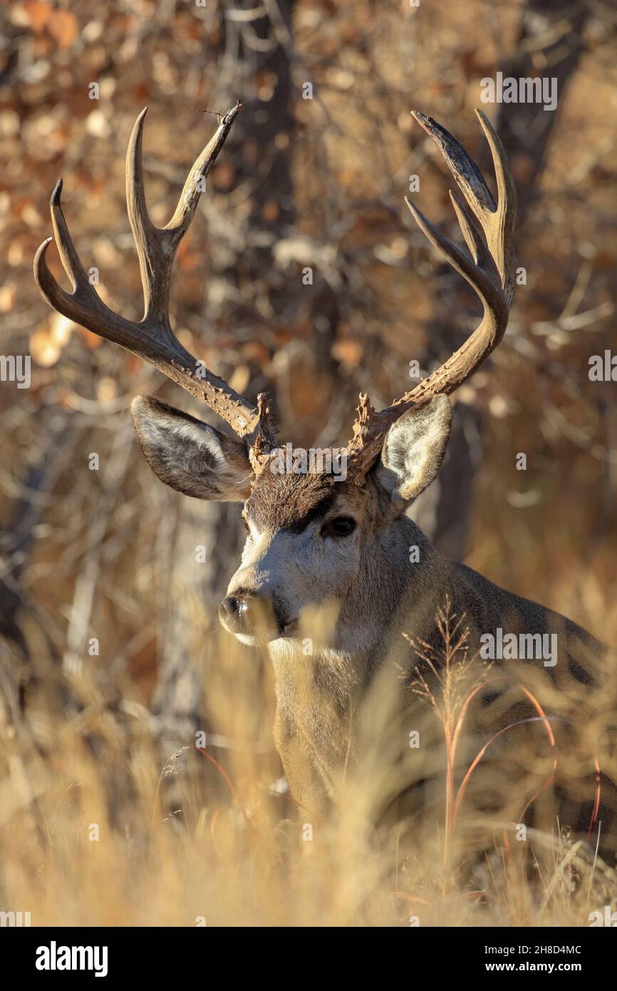 Large mule deer buck portrait in brush Stock Photo