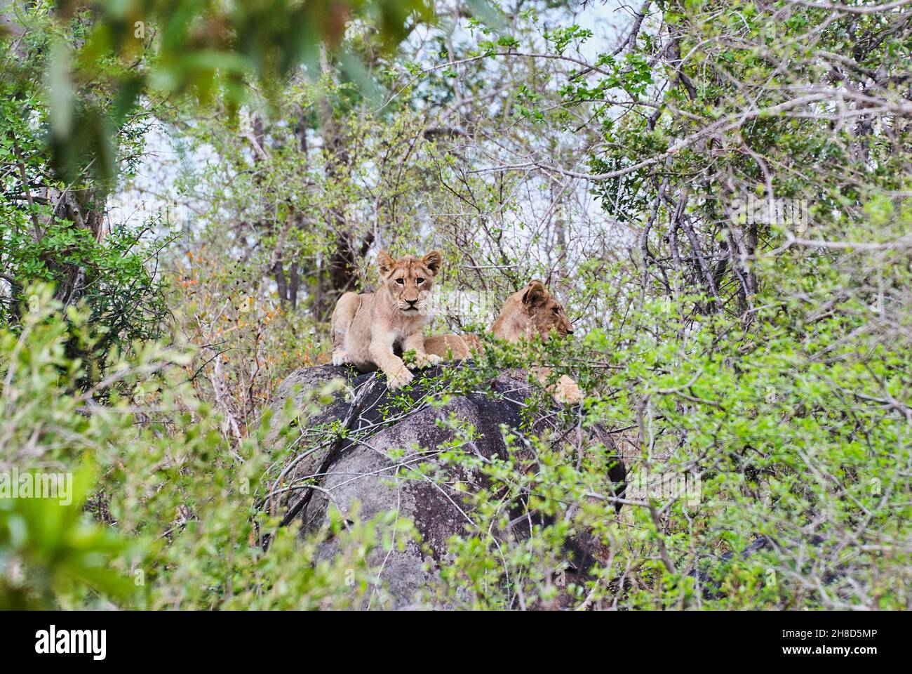 African Lion cubs playing on a tree trunk in a river bed Stock Photo