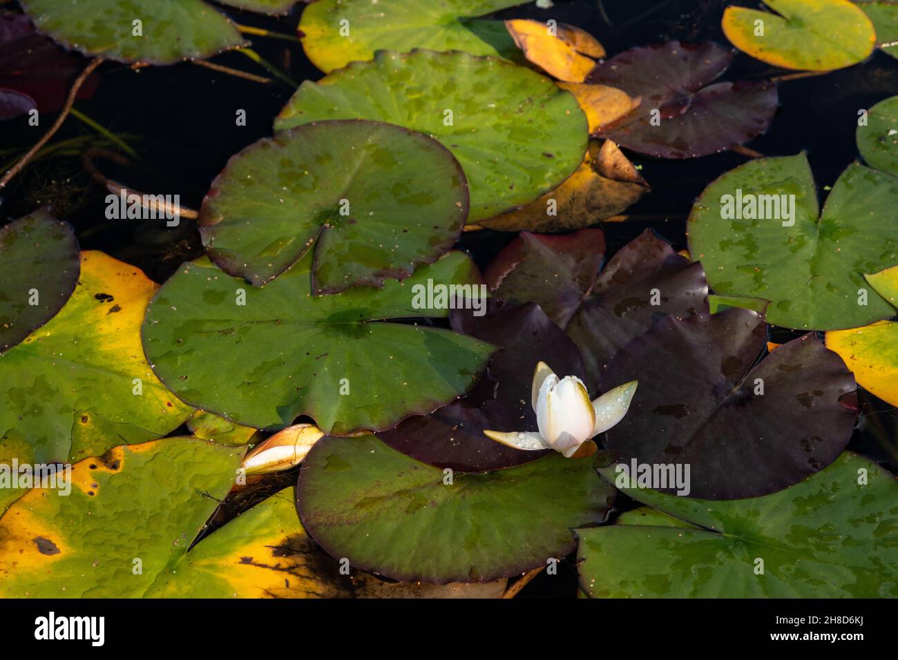 Water lily flowers and lily pads floating in a pond Stock Photo