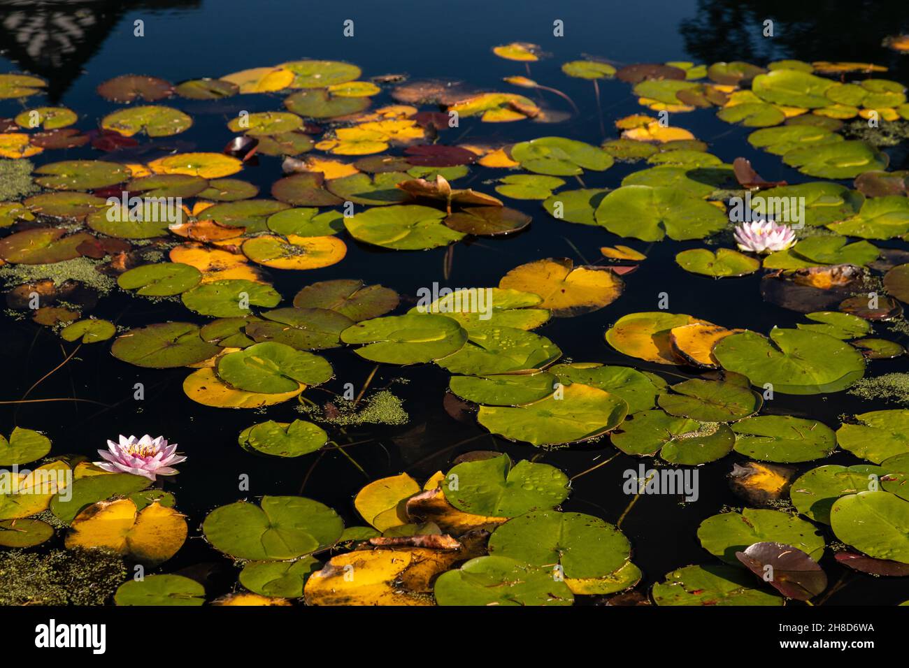 Water lily flowers and lily pads floating in a pond Stock Photo