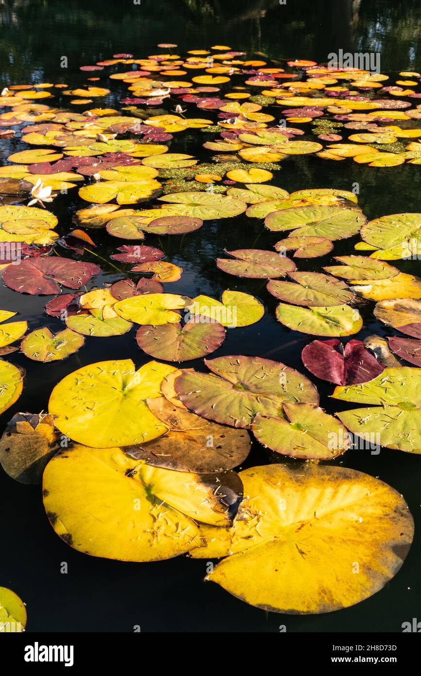 Water lily pads floating in a pond Stock Photo