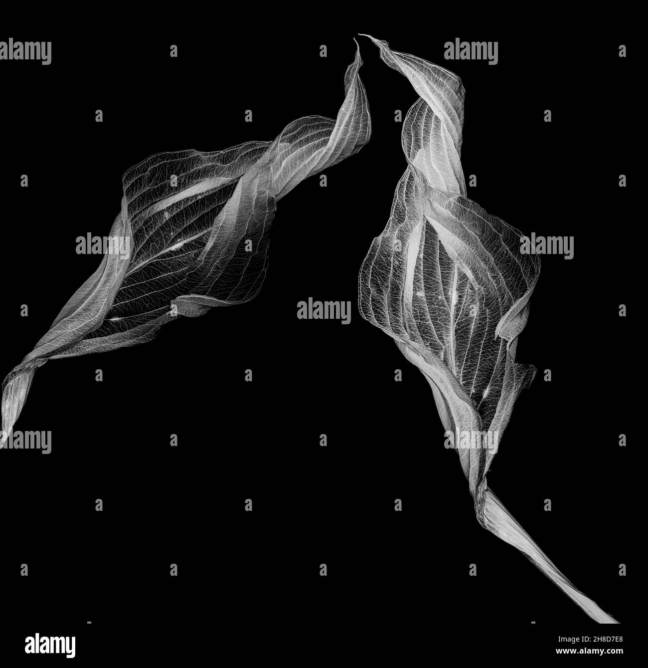 Hosta Leaves Black And White Digital Negative Stock Photo Alamy