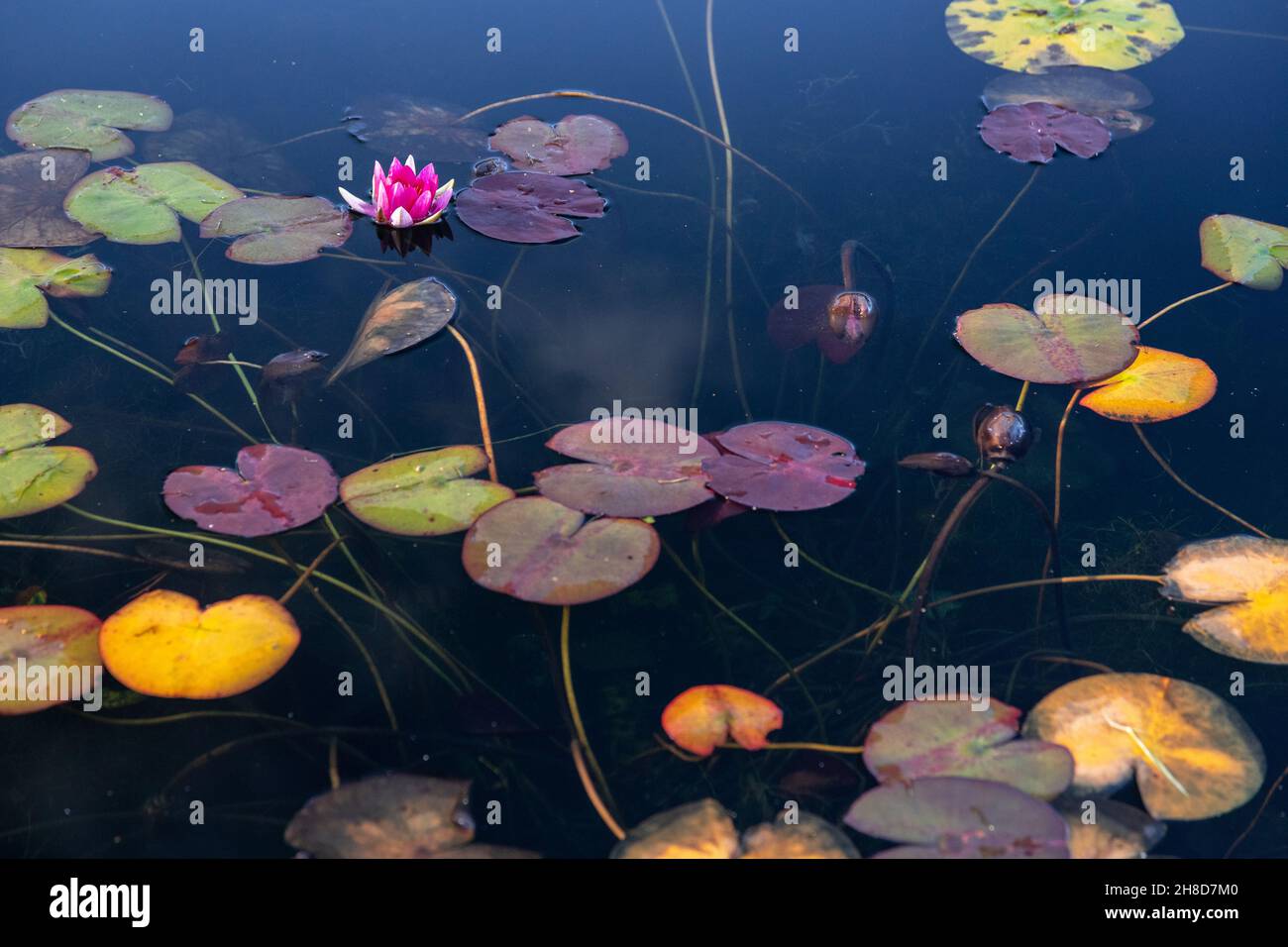 Water lily flowers and lily pads floating in a pond Stock Photo