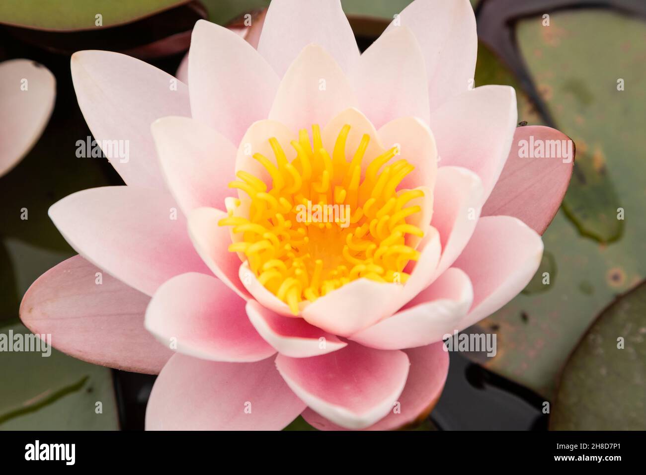 Water lily flowers and lily pads floating in a pond Stock Photo