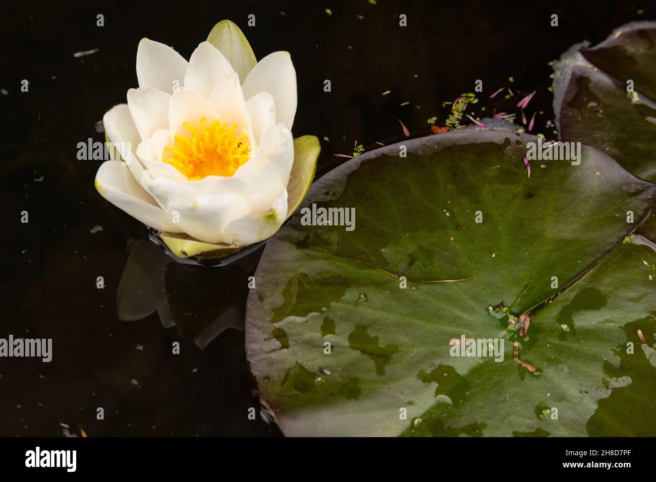 Water lily flowers and lily pads floating in a pond Stock Photo