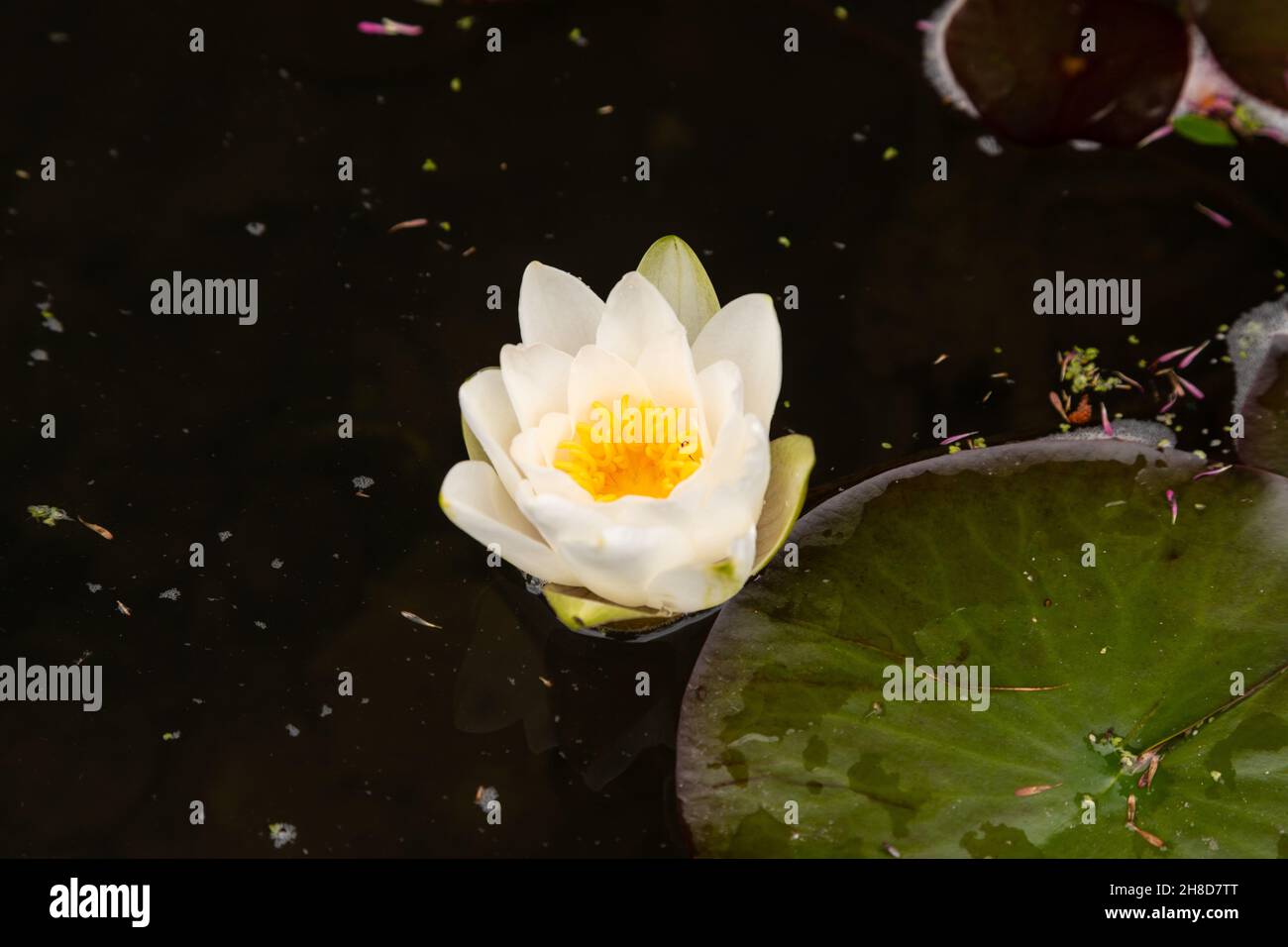 Water lily flowers and lily pads floating in a pond Stock Photo