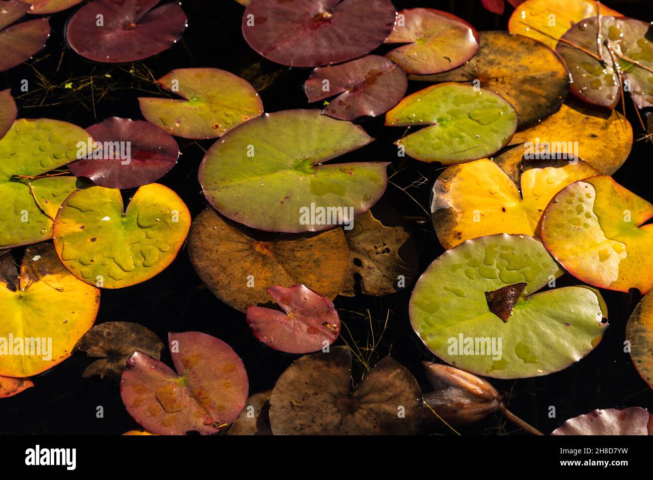 Water lily pads floating in a pond Stock Photo