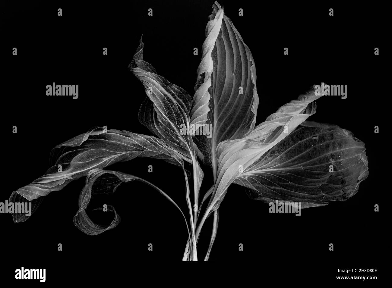 Hosta leaves black and white digital negative Stock Photo - Alamy