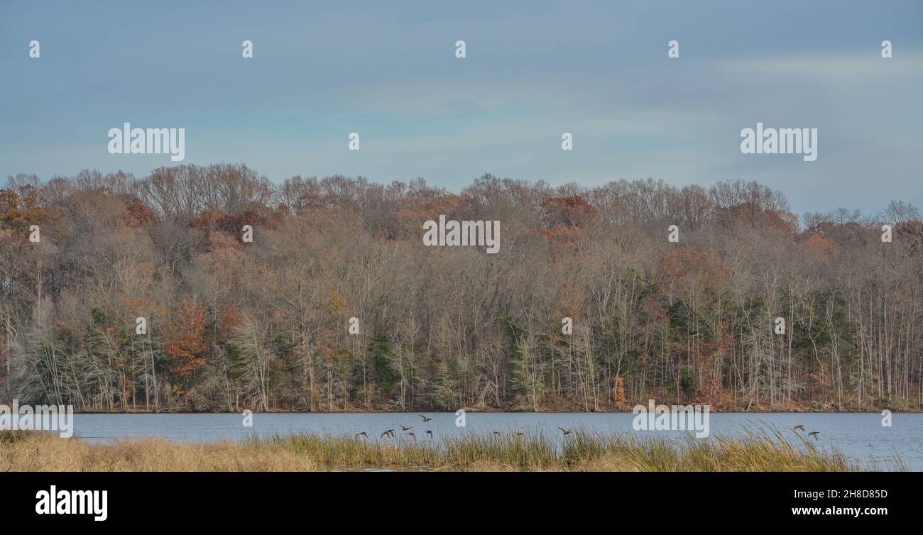 The forest view from Pinchot Lake in Gifford Pinchot State Park
