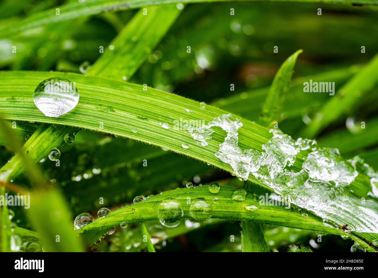 The perfect blade hi-res stock photography and images - Alamy