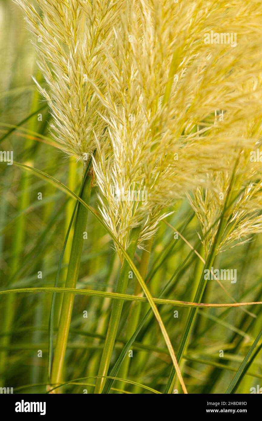 Pampas grass, Cortaderia selloana Stock Photo