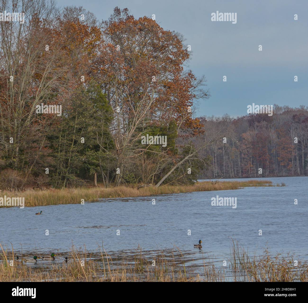 The forest view from Pinchot Lake in Gifford Pinchot State Park