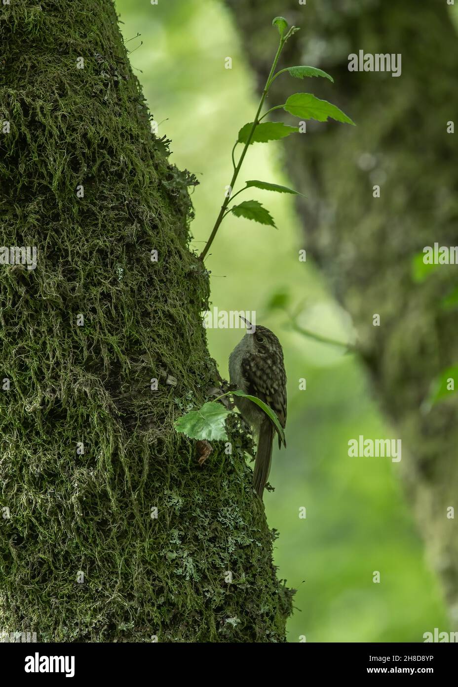 Treecreeper (Certhia familiaris), searching for food in woodland, Dumfries, SW Scotland Stock Photo