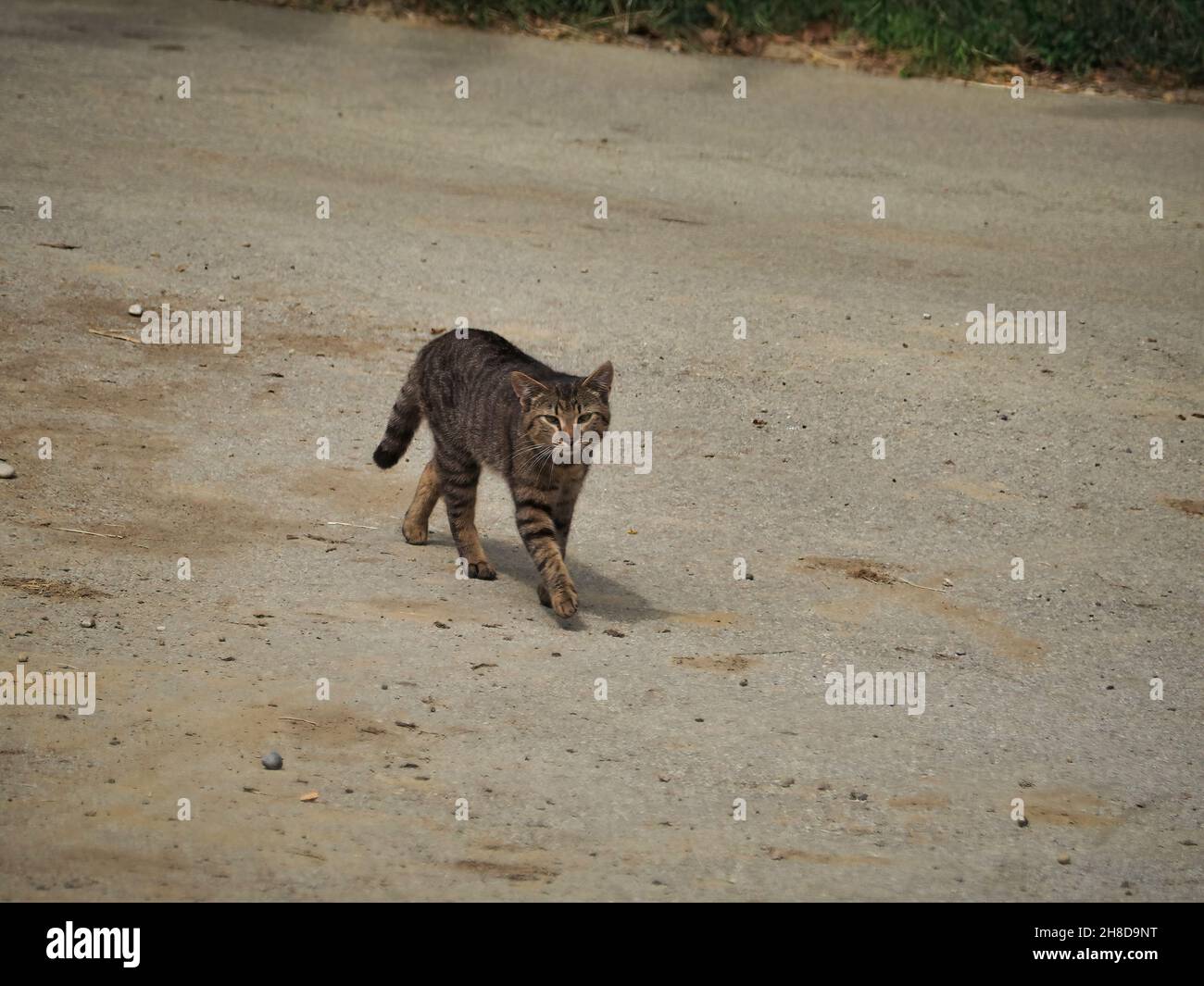 Cat in the street in the daytime Stock Photo - Alamy