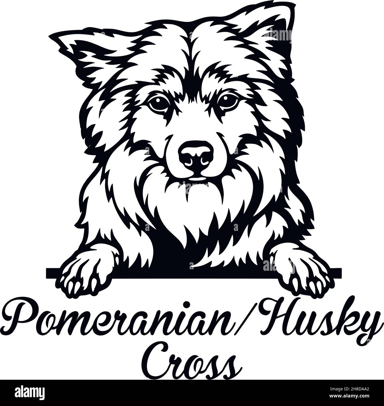 Pomeranian Husky Cross Peeking Dog - head isolated on white - vector ...