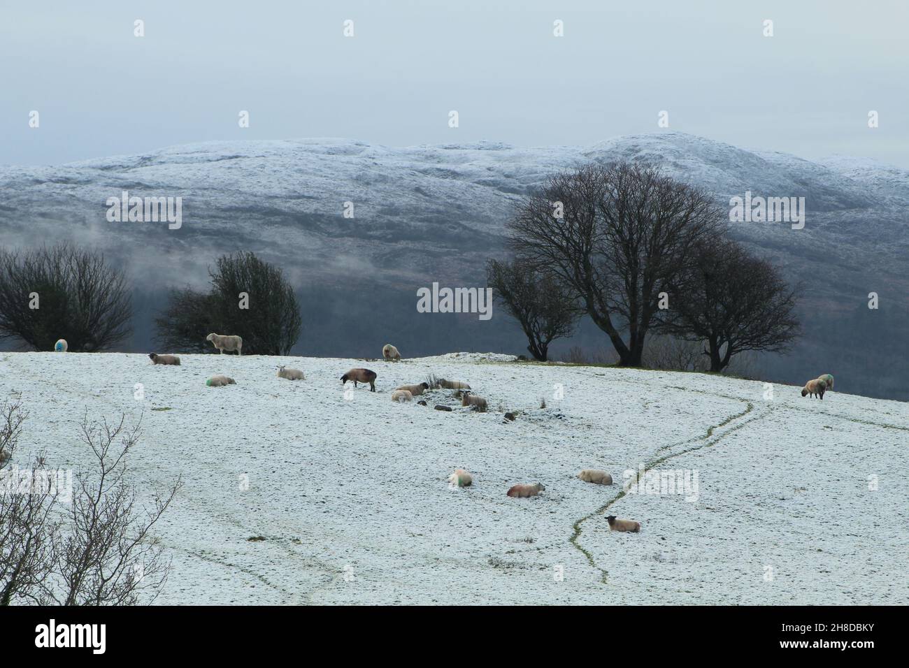 Flock of sheep on snow-covered pastures on farmland against backdrop of mountain in rural Ireland during winter Stock Photo