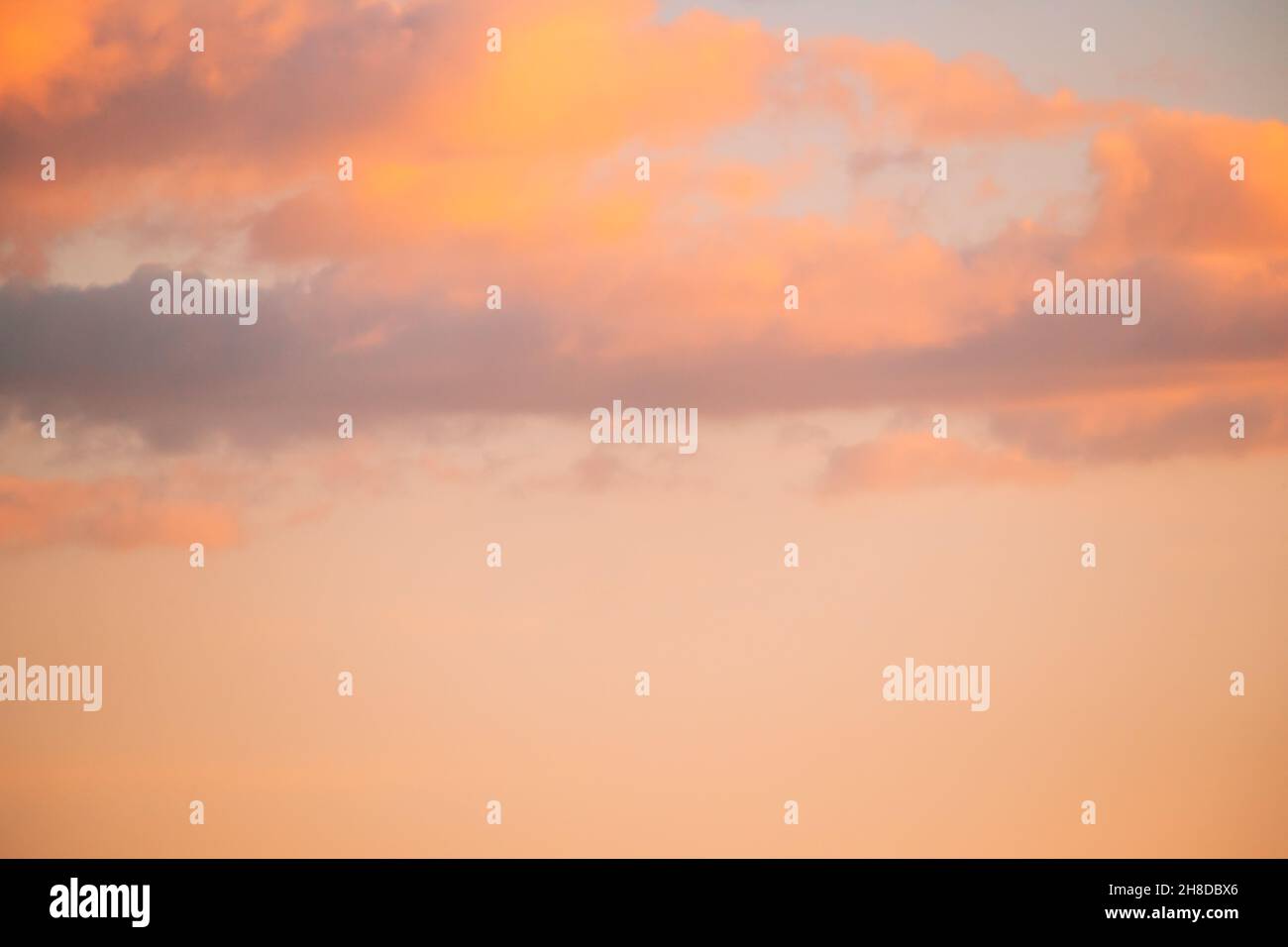 Belarus. Wild Bird Great Egret Ardea Alba Flying In Sunset Sky Stock Photo