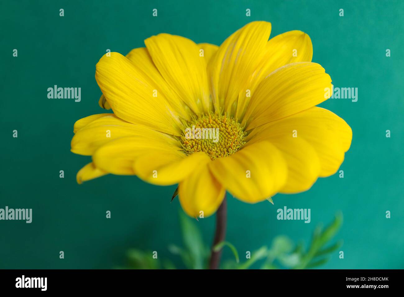 Yellow Gazania on green background, Gazania with delicate petals, yellow stamens and green leaf, flower head macro, blooming flower, beauty in nature Stock Photo