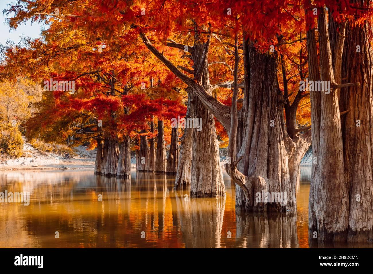 Taxodium with orange needles. Autumnal swamp cypresses and lake. Stock Photo
