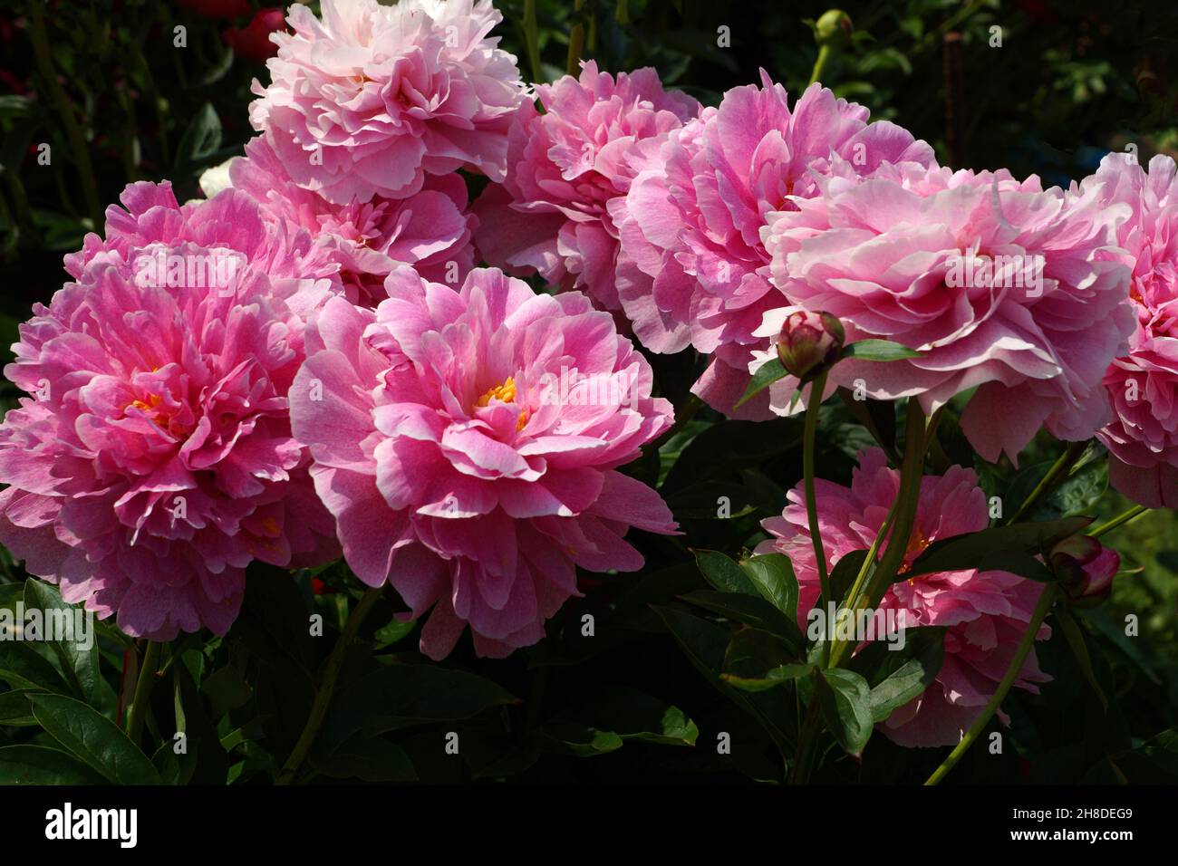 Peony  The Fawn. Double pink peony flower. Lots of flowers. Stock Photo