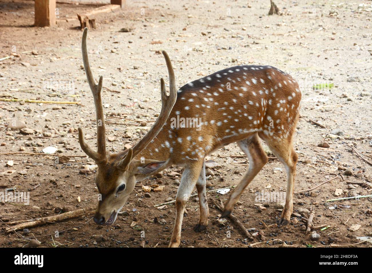 The chital, also known as spotted deer, chital deer, and axis deer, is ...