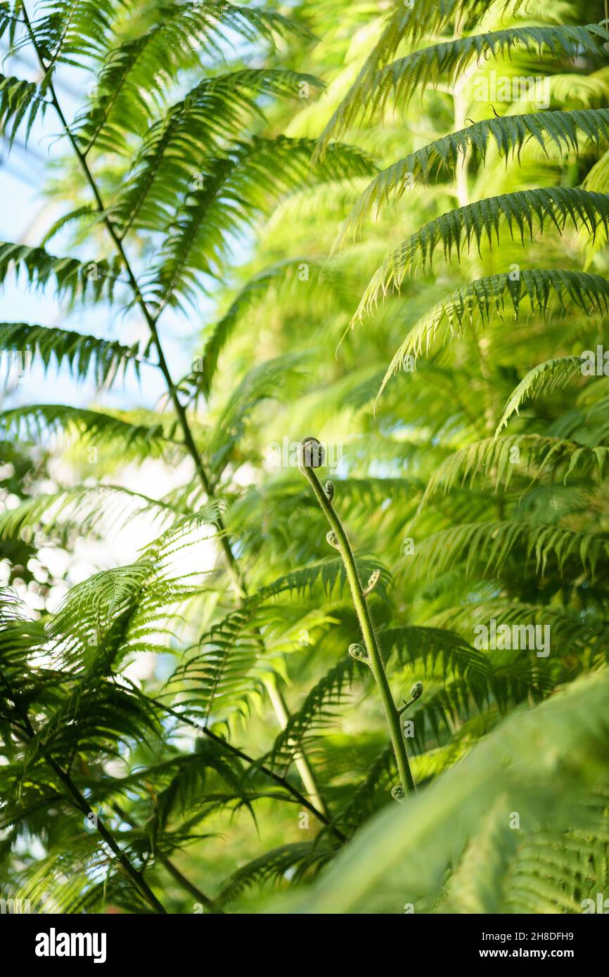Green foliage growing in grass hi-res stock photography and images - Alamy
