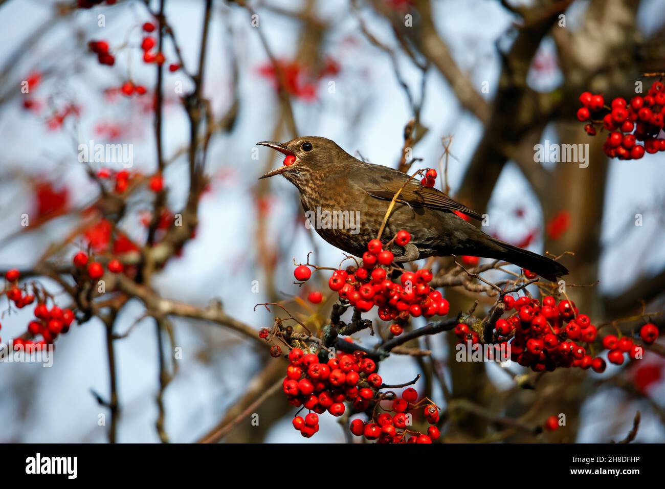 Blackbirds feasting on winter berries Stock Photo