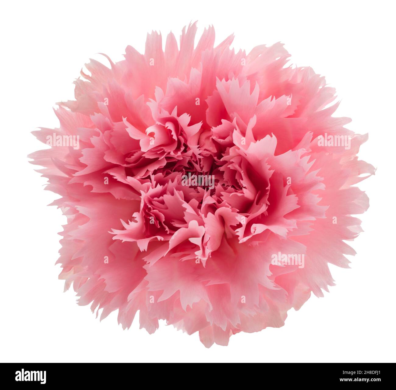 Pink carnation head isolated on white background Stock Photo
