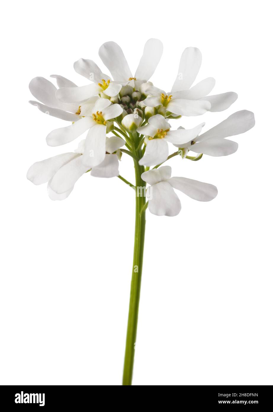 Candytuft flower isolated on white background Stock Photo