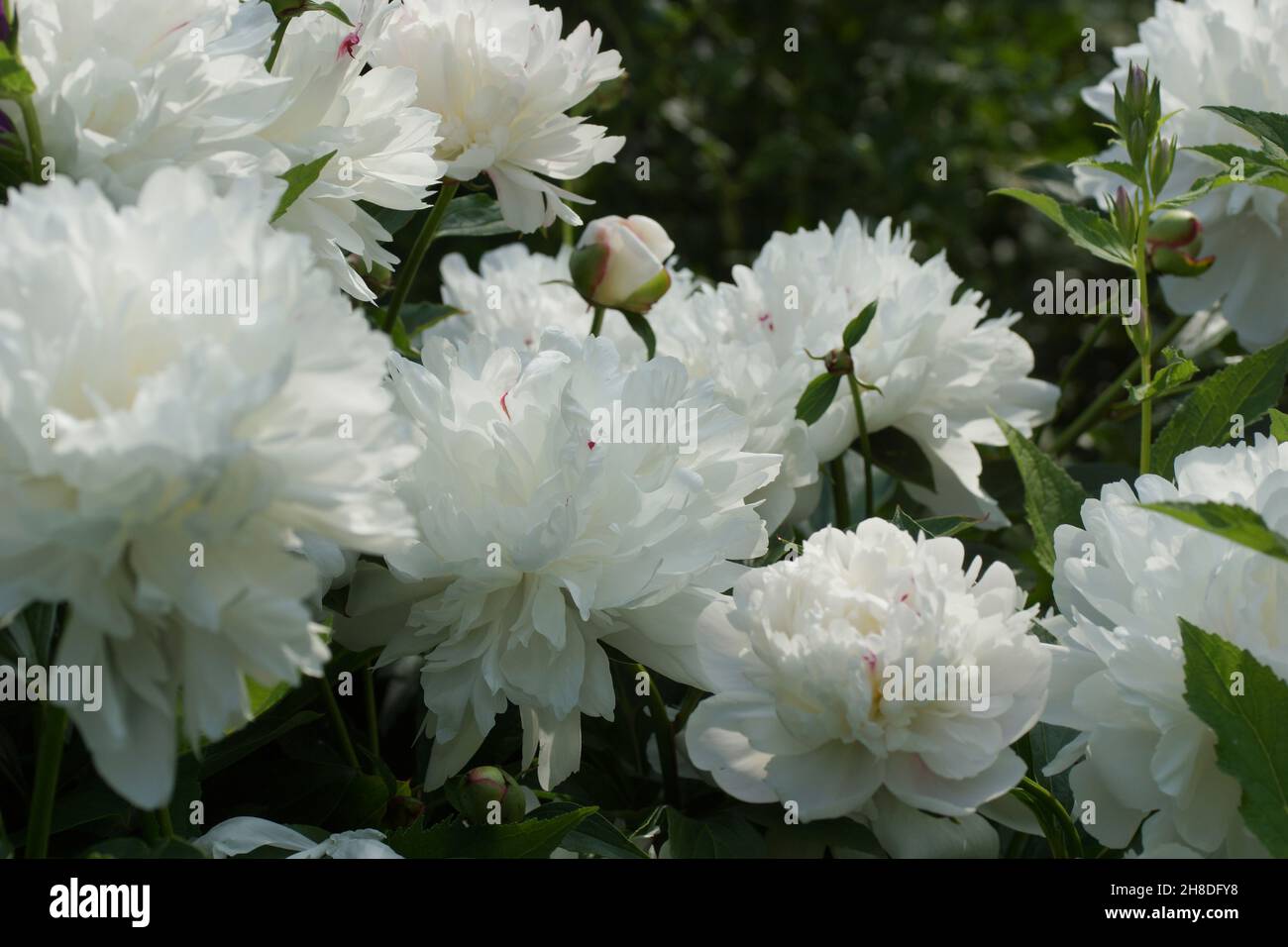 Peony Festiva Maxima.  Double white peony flower. Lots of flowers. Stock Photo