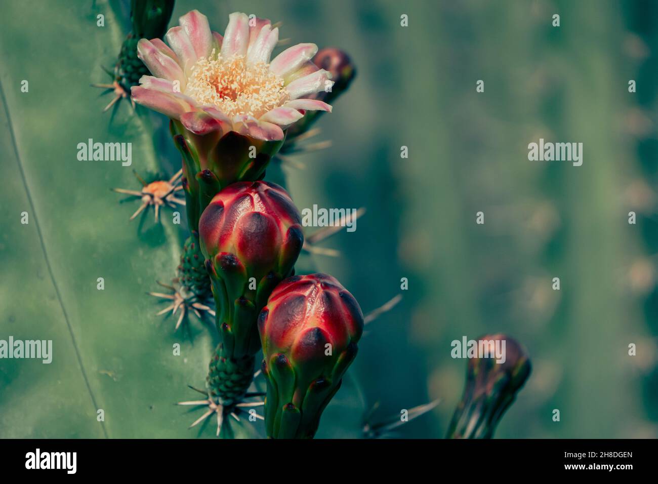 Flower on a cactus Stock Photo Alamy