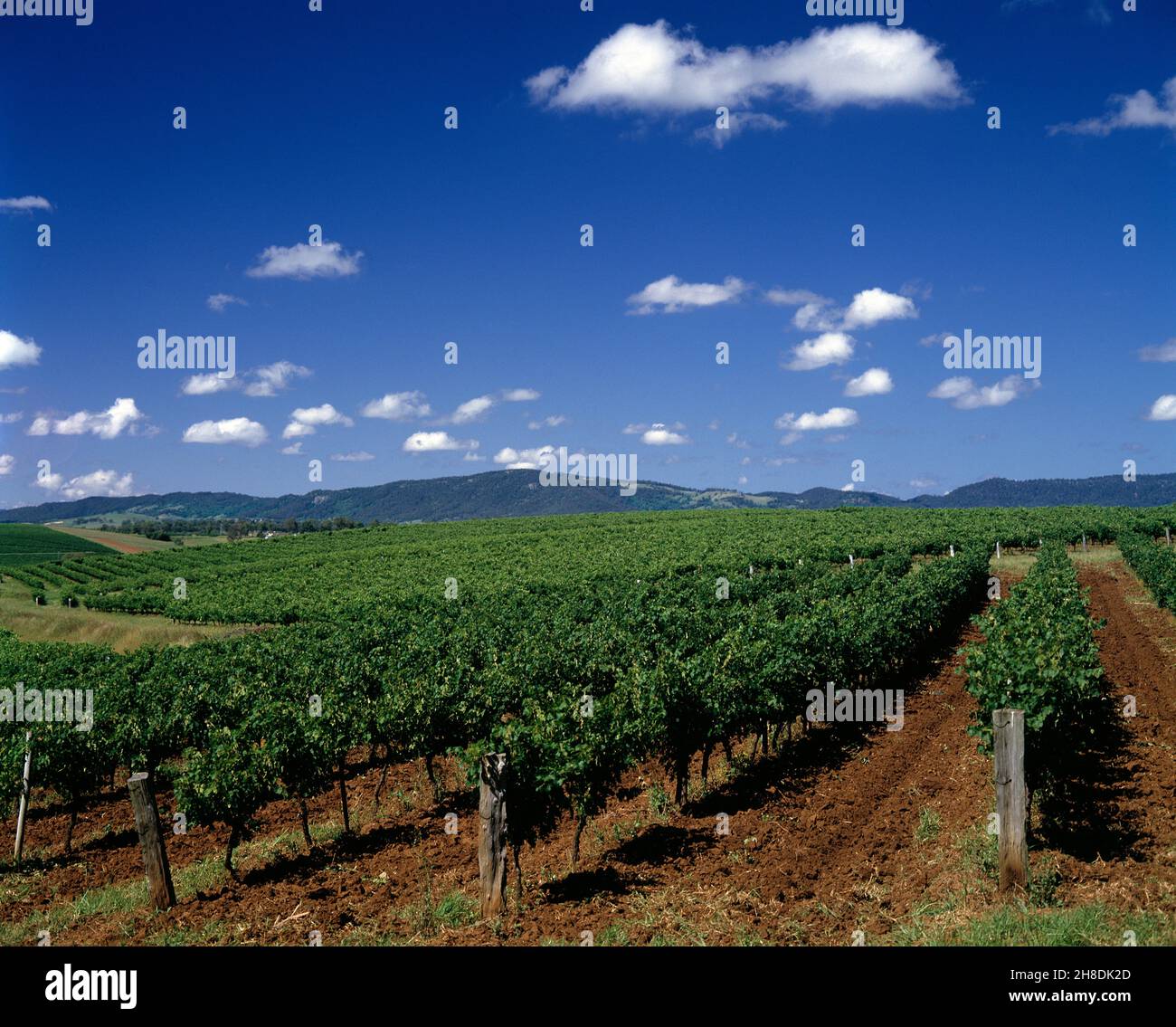 Australia. New South Wales. Hunter Valley. Vineyard Stock Photo Alamy