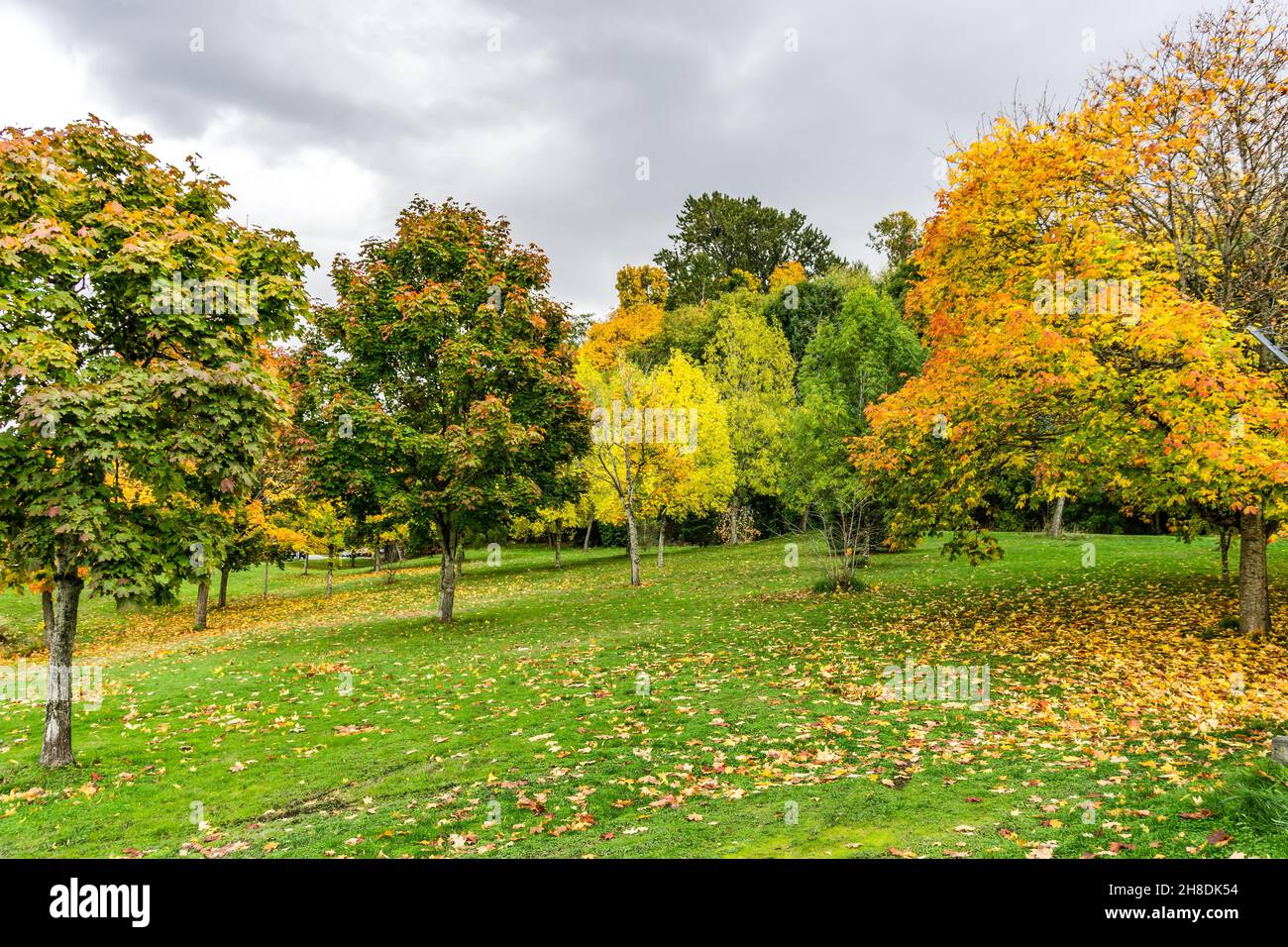 Colorful autumn trees in a West Seattle park Stock Photo - Alamy