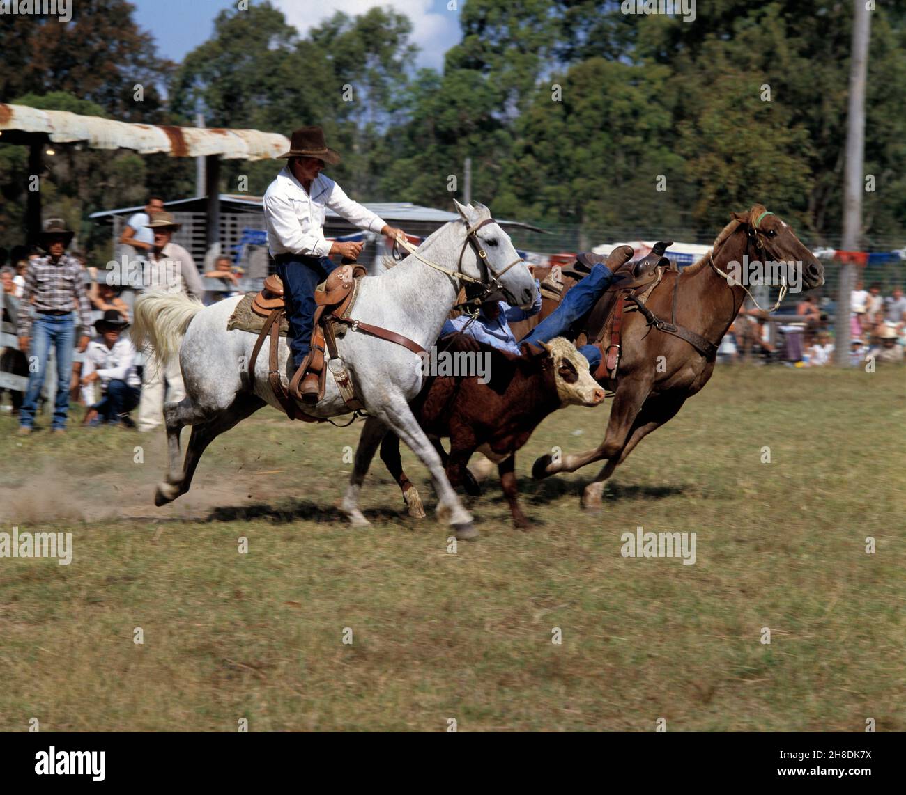 Australia. Queensland. Rodeo. Bull-dogging contest. Stock Photo