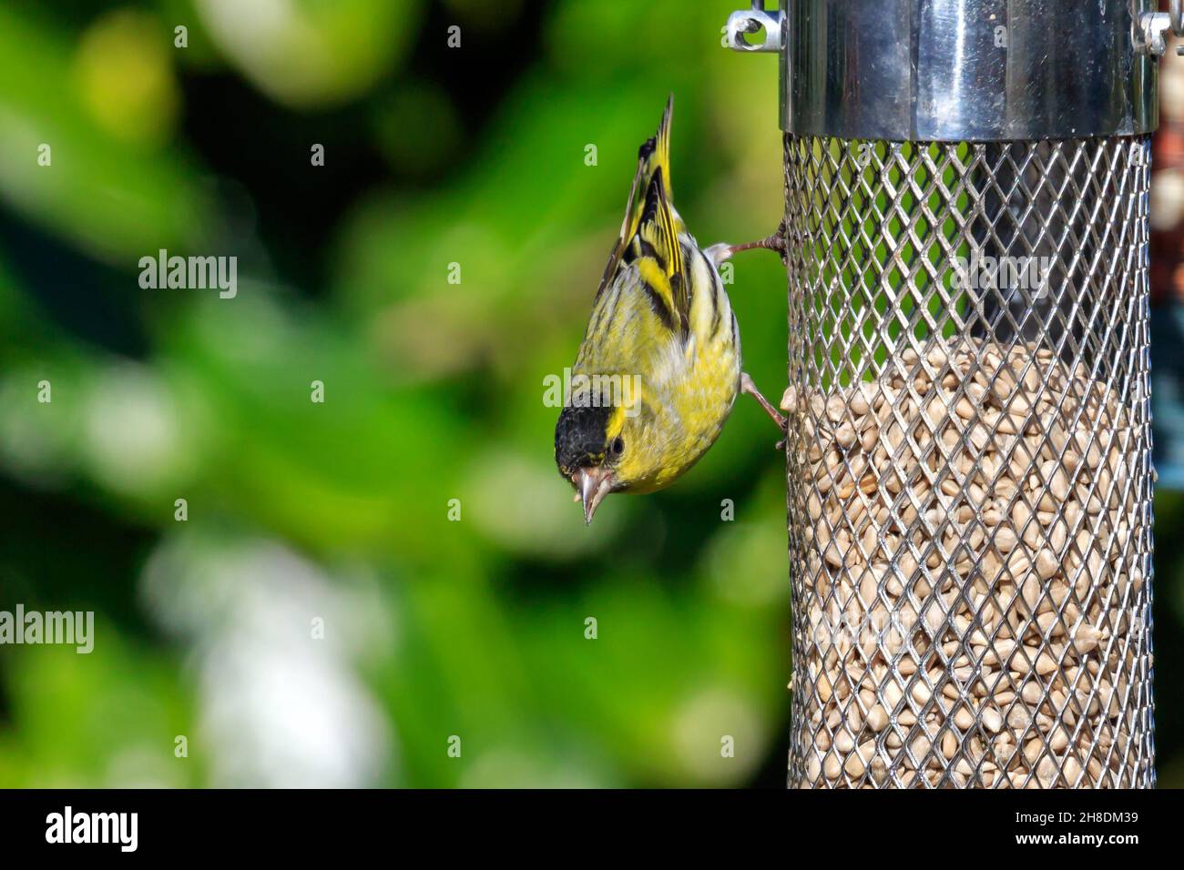 Siskin feeding from a bird feeder filled with Sunflower seeds Stock Photo