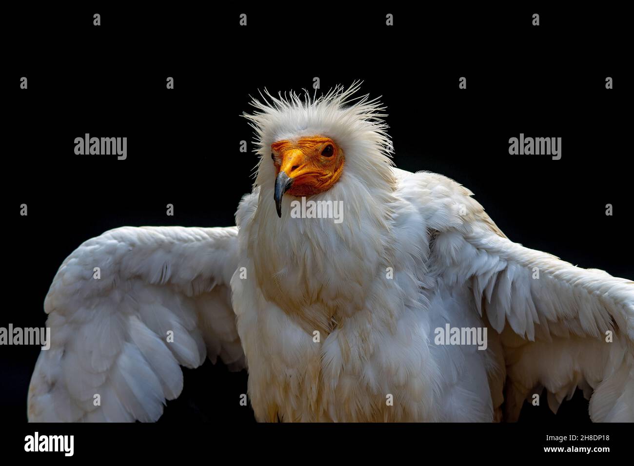Neophron percnopterus - The Egyptian vulture, abanto, guirre or Egyptian vulture is a species of accipitriform bird of the Accipitridae family. Stock Photo