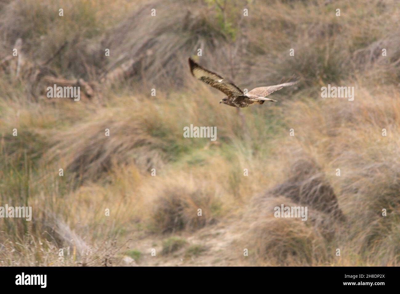 Circus aeruginosus - The western marsh harrier is a species of accipitriform bird in the Accipitridae family. Stock Photo