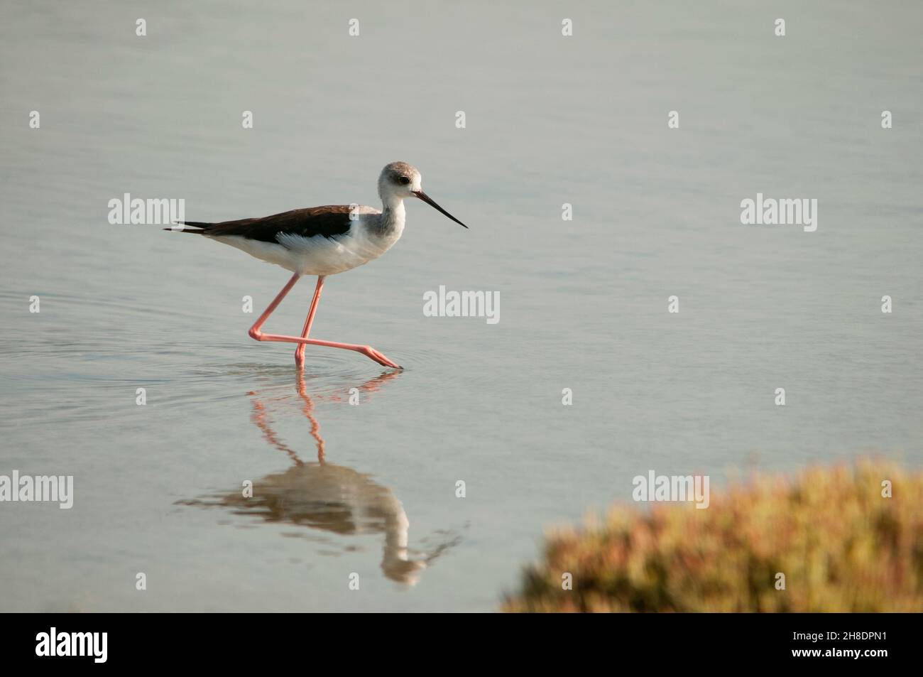 Himantopus himantopus The common stilt is a species of caradriform