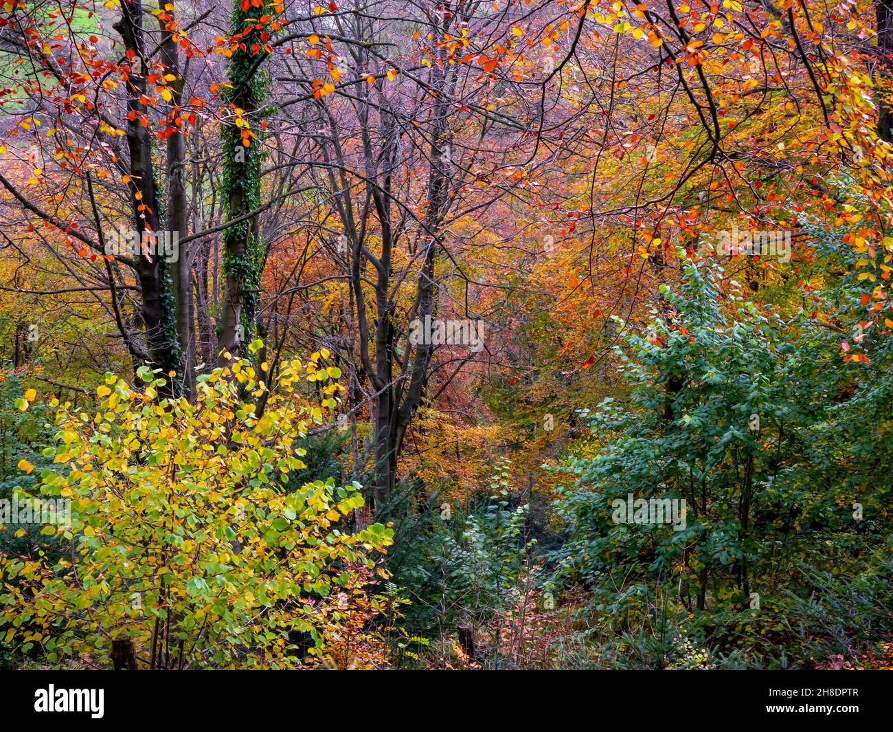 Golden autumn colour in woodland at High Tor an area of trees at Matlock Bath in the Derbyshire Dales Peak District England UK Stock Photo