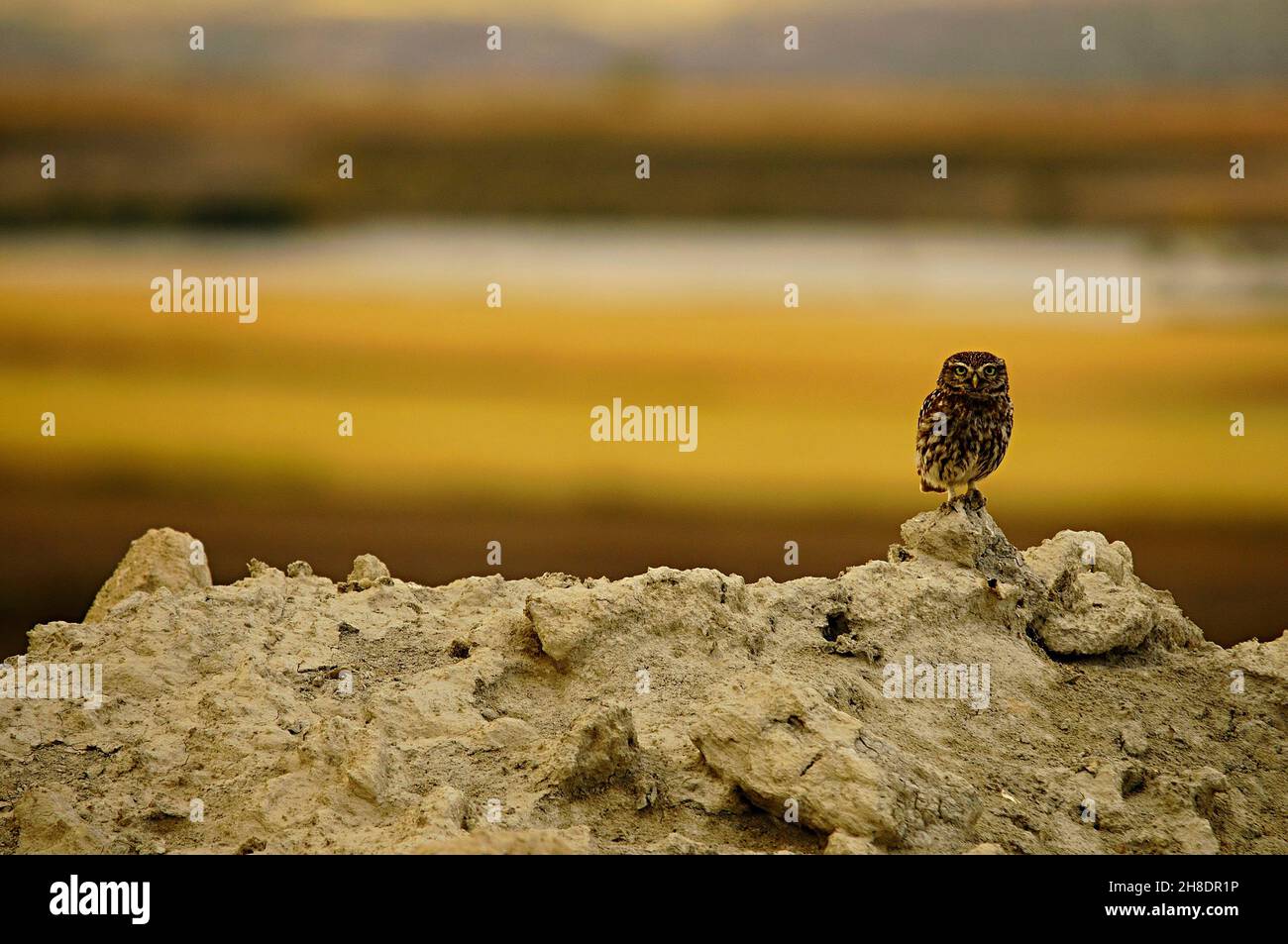 Athene noctua - The little owl is a strigiform bird in the family Strigidae. Stock Photo