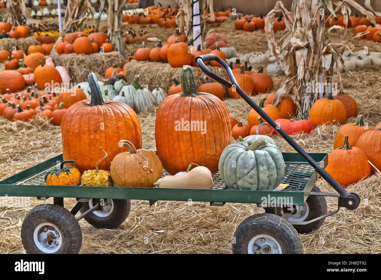 Farm stand,  hand wagon carrying harvested pumpkins, gourds & butternut squash, Cucurbita pepo. Stock Photo