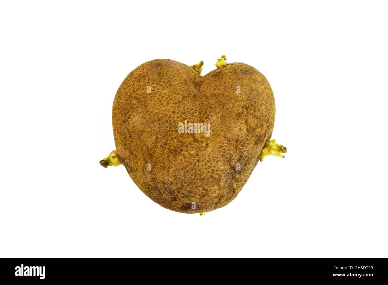 Ugly potato in the heart shape on a white background. Sprouted potato Funny, unnormal vegetable or food waste concept. Stock Photo