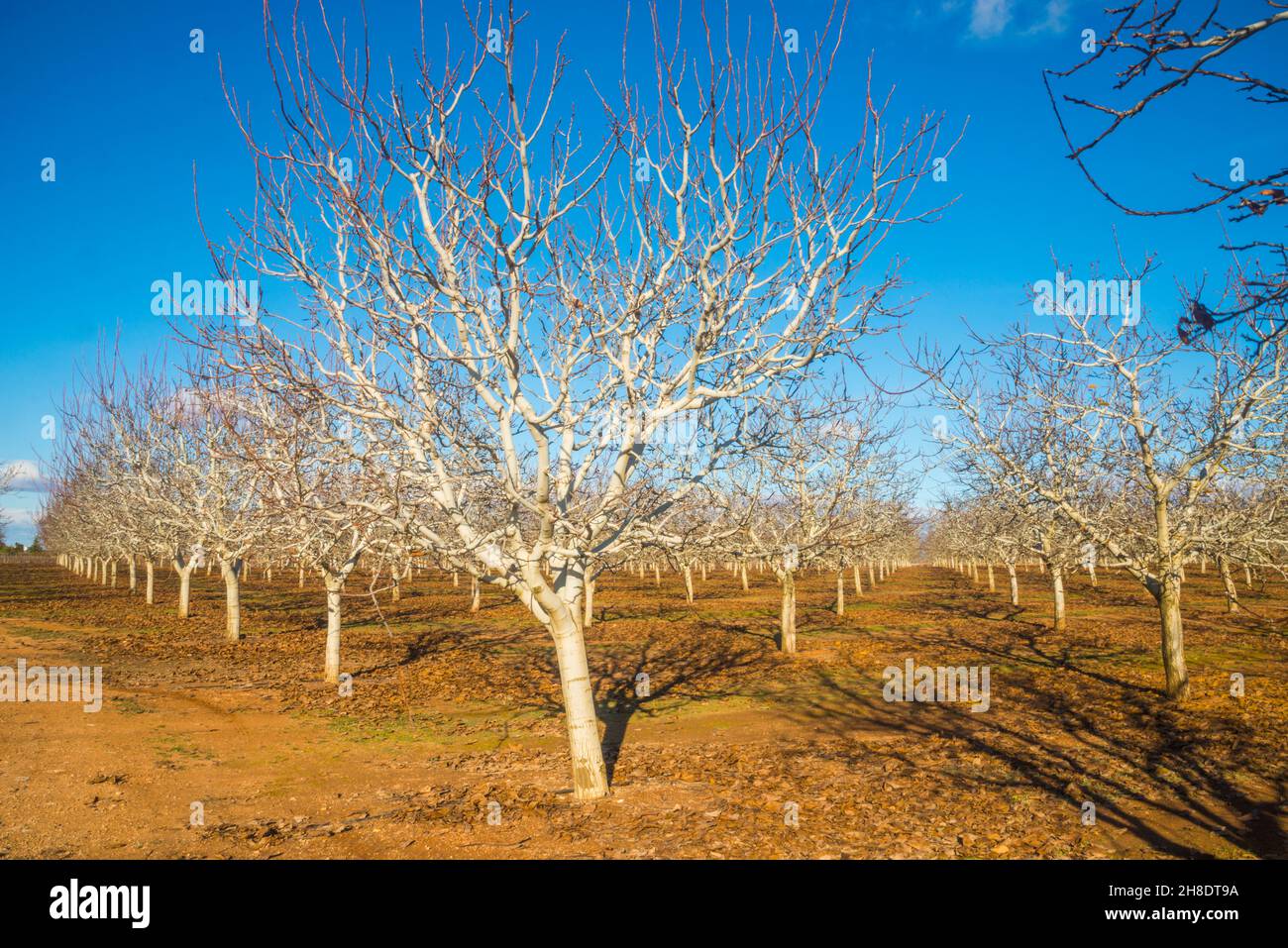 Arbol de pistacia hires stock photography and images Alamy