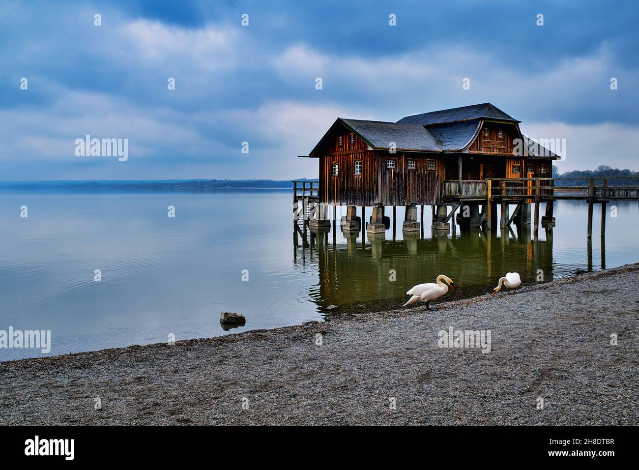 idyllic scene at the Ammersee in Bavaria with boathouse and swans Stock Photo
