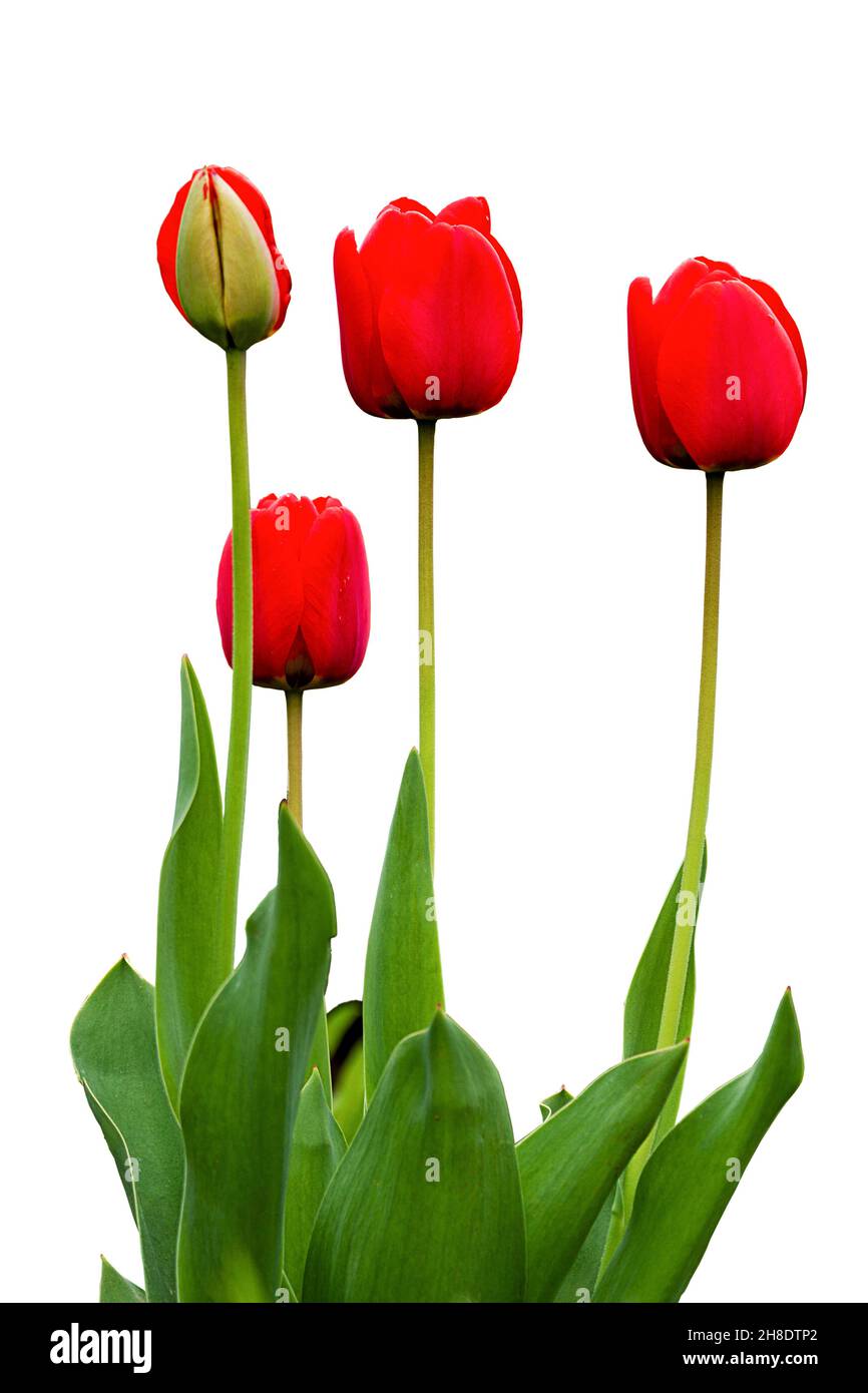 four red blooming tulips on white background Stock Photo