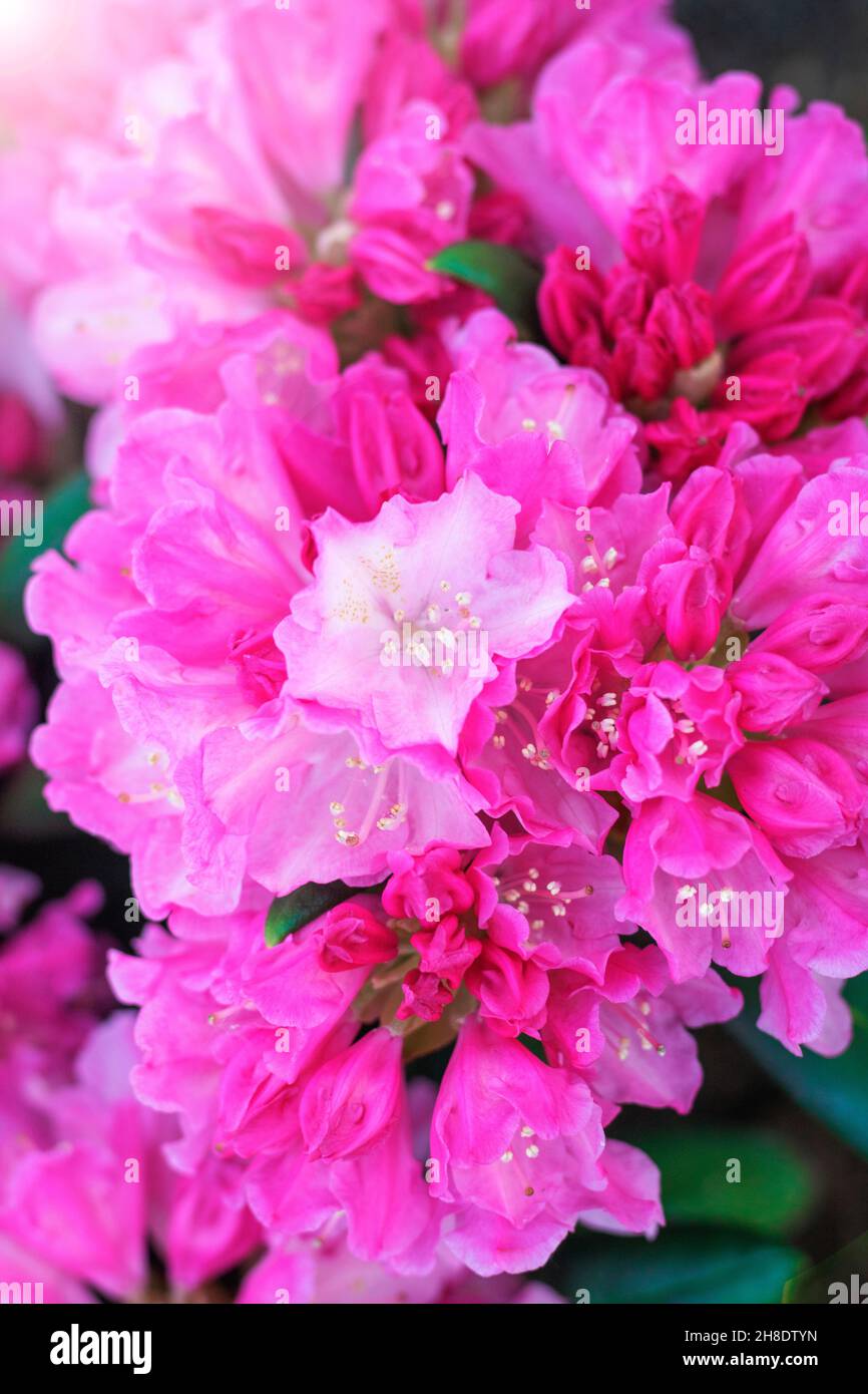 Flower azalea blooming in springtime. Background full of flowers Japanese pink Azalea. Vertical orientation. Copy space Stock Photo