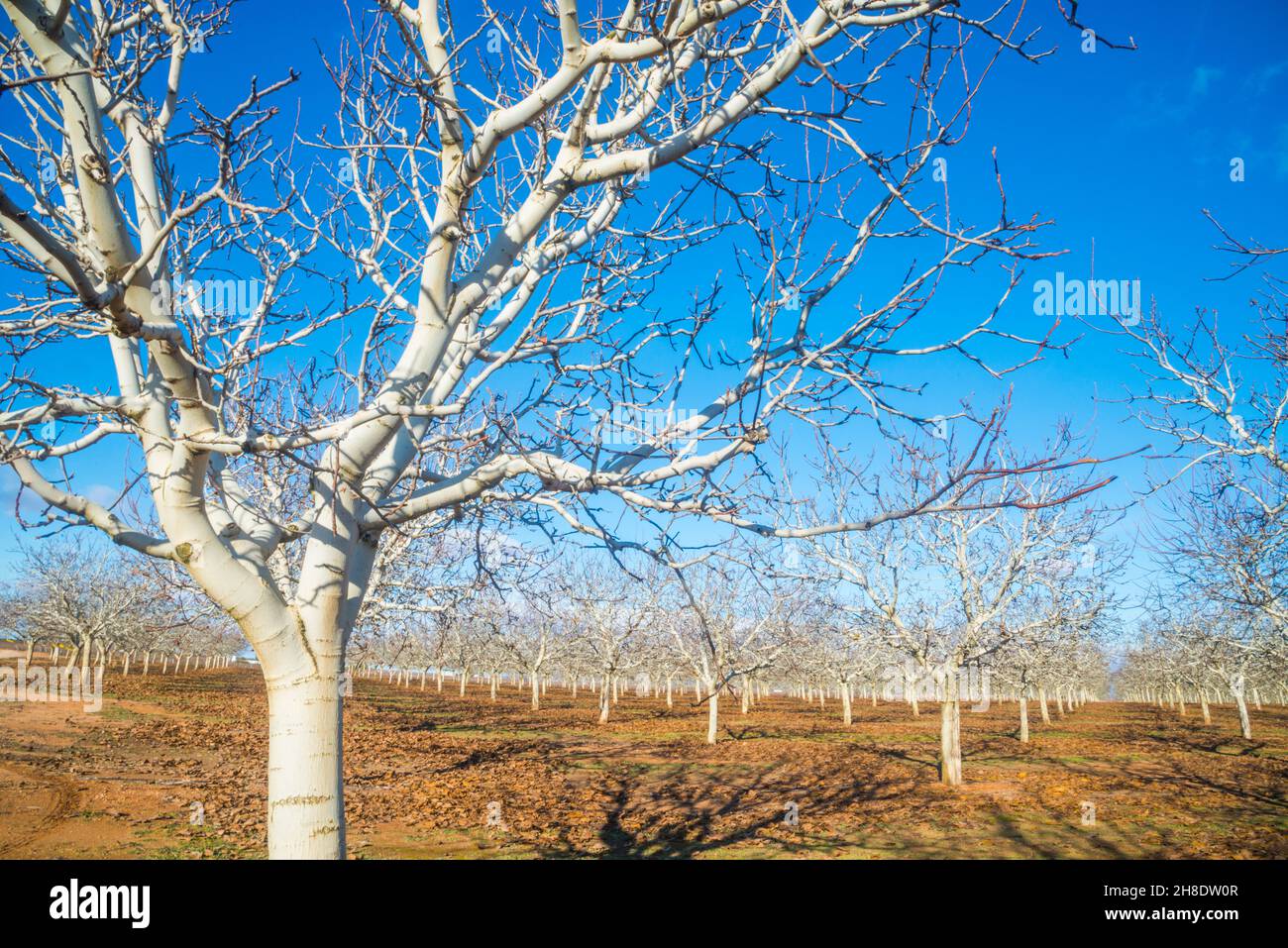 Arbol de pistacia hires stock photography and images Alamy