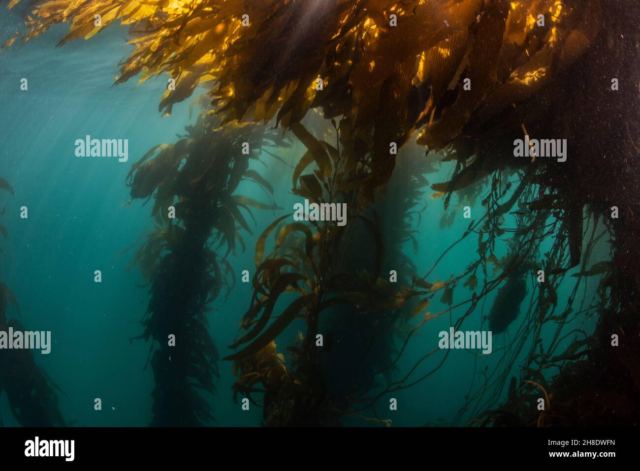 An important ecosystem along the west coast giant kelp (Macrocystis pyrifera) forest underwater
