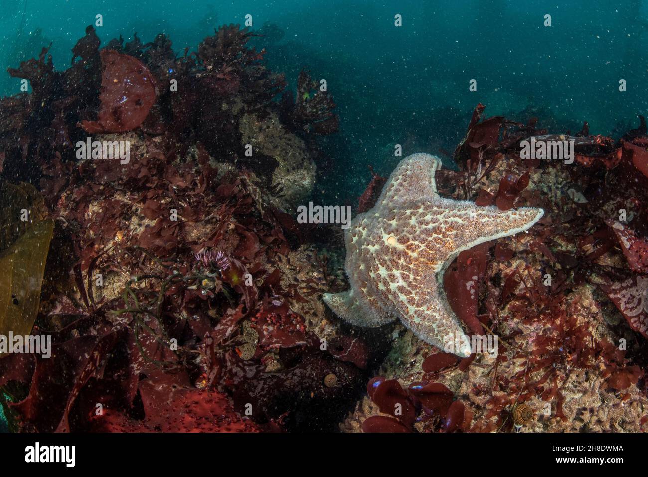 A starfish on the rocky seafloor of Monterey Bay in California, USA. Stock Photo