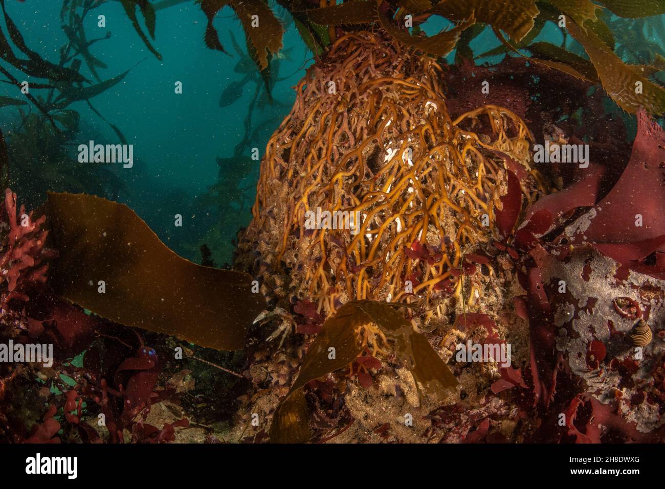 The holdfast of giant kelp (Macrocystis pyrifera) deep underwater in Monterey Bay, California. This is important habitat and a marine ecosystem. Stock Photo